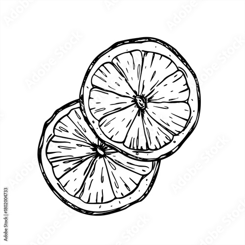 Two Orange fruit slices vector illustration painted by black ink. Etching drawing of Citrus ingredient for mulled wine or alcohol free drink design, package of cosmetic, Christmas decoration