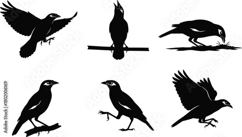 Black bird silhouette collection showcasing diverse poses and natural behaviors, detailed vector illustration set for wildlife design, nature artwork, creative projects, and graphic resources