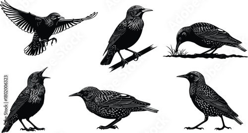 Detailed starling bird silhouette illustration set featuring realistic poses and natural behaviors, high-quality vector artwork for wildlife design, nature graphics, decorative elements, 