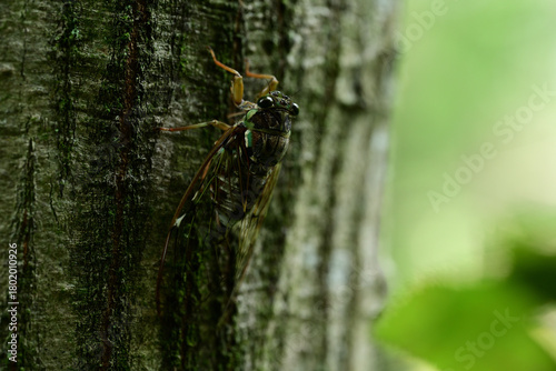 涼しげな鳴き声のヒグラシ