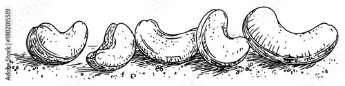 cashew nuts in shell vector sketch fine lines in ink engraving style