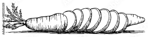 sliced carrot root vegetable vector sketch fine lines in ink engraving style