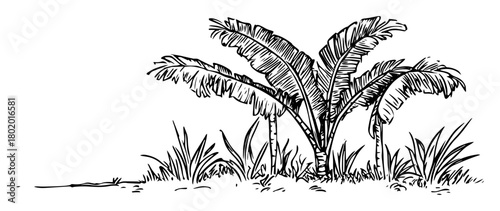 banana palm tree plant hand drawn doodle sketch vector laser engraving