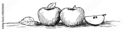 apples hand drawn black and white vector sketch in outline style