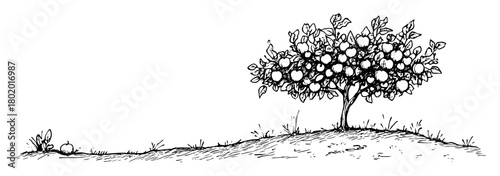 fruit tree hand drawn black and white vector illustration in outline style
