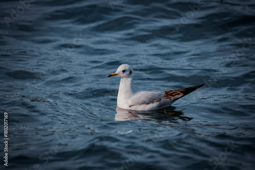 seagull on the water