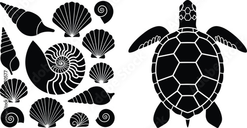 Collection of black and white sea shells and a stylized sea turtle illustration