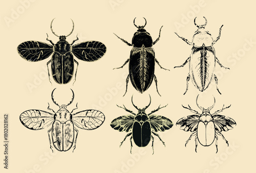 Beetle vector illustration ink