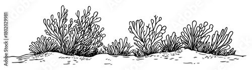 hand drawn garden bush plants sketch
