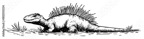 iguana lizard on ground sketch