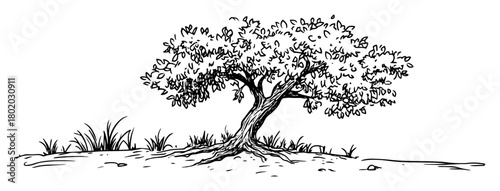 hand drawn lone tree on hill sketch