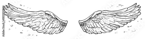 pair of angel wings sketch