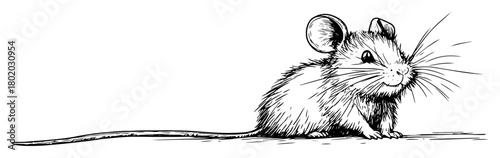 cute little mouse sketch