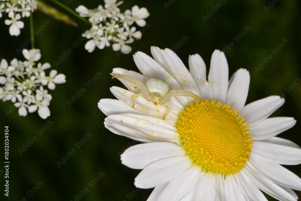 Fototapeta premium Krabbenspinnen, Veränderliche Krabbenspinne, Misumena vatia