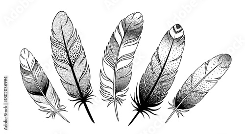 A collection of five detailed black and white illustrations of various feathers, showcasing intricate patterns and textures.