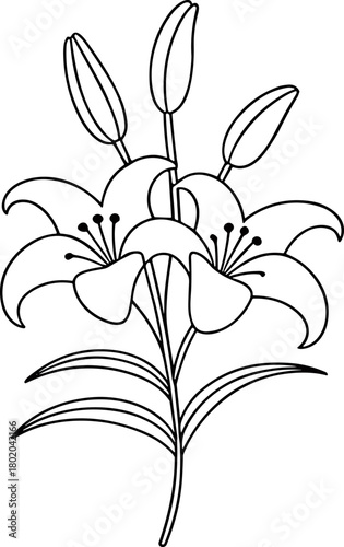 Exquisite Lily Flower Blossom  Design Featuring Multiple Blooming Stems and Unopened Buds Adorned with Delicate Leaves