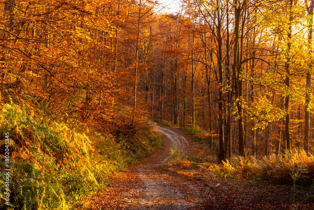 Fototapeta premium Mountain beech forest on a bright autumn day