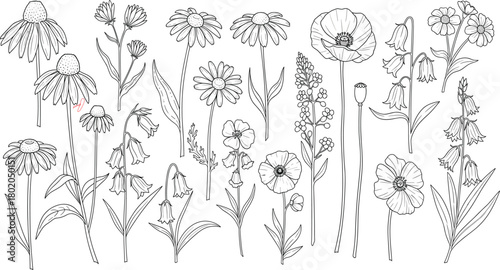 Black and white wildflower bouquet line art illustration featuring coneflowers, daisies, poppies, bellflowers and botanical elements for vector design