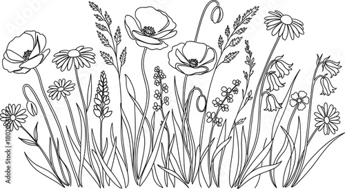 Black and white wildflower meadow line art illustration with poppies, daisies, grasses, bellflowers, botanical drawing for coloring and design