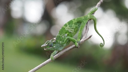 A vibrant green chameleon slowly and cautiously traverses a thin branch, showcasing its prehensile tail and cryptic camouflage against a soft, blurred green background, 17 November 2025 Indonesia