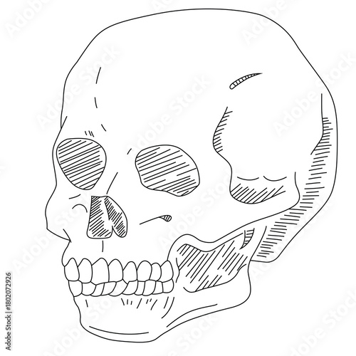 Science of hand drawn vector human skull outline.