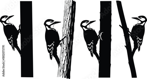 Woodpecker silhouette on tree trunk, forest bird wildlife vector illustration, woodpecker climbing tree design for nature and woodland theme