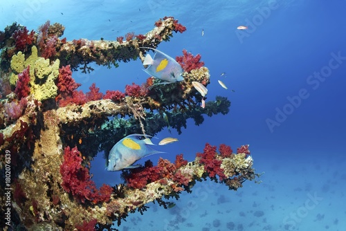 Two Arabian angelfish or sickle angelfish (Pomacanthus maculosus), pair of Red Sea junkers (Thalassoma klunzingeri) at the Giannis D shipwreck, also timber freighter, launched in 1969 as Shoyo Maru in Japan, sank on 19.04.1983 due to navigation errors on Shab Abu Nuhas coral reef, Red Sea, Egypt