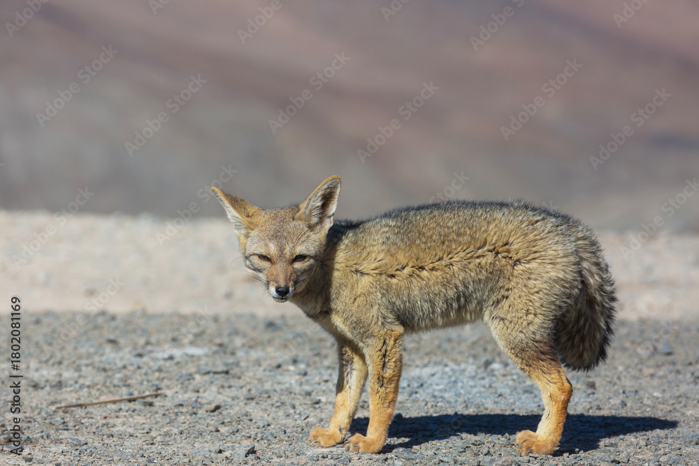 Obraz premium Fox in Patagonia