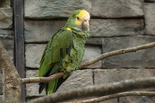 Yellow-shouldered Amazon (Amazona barbadensis), Walsrode Bird Park, Lower Saxony, Germany