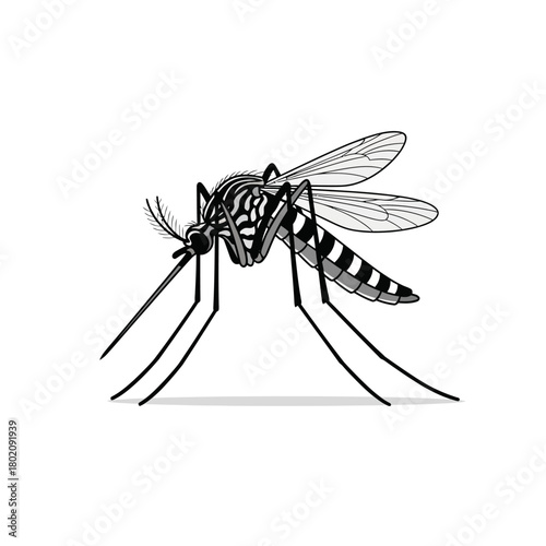 Detailed Black and White Illustration of a Mosquito Insect, Anatomy, Pest, and Biology