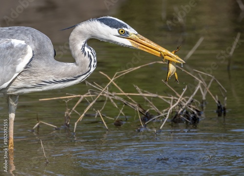 Grey heron (Ardea cinerea) with frog in its beak, eating a captured frog, animal portrait, Kruger National Park, South Africa