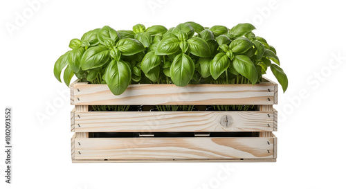 Fresh basil plants in a wooden crate isolated on transparent background , ai generated image