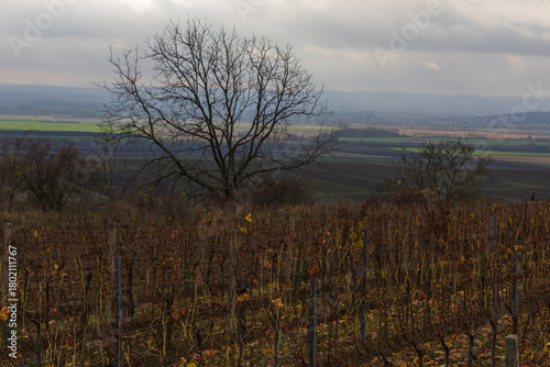 Close-up View of a Vineyard in Winter Dormancy under a Lead Sky