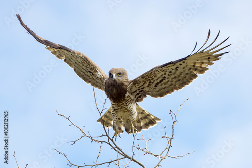 short-toed snake eagle