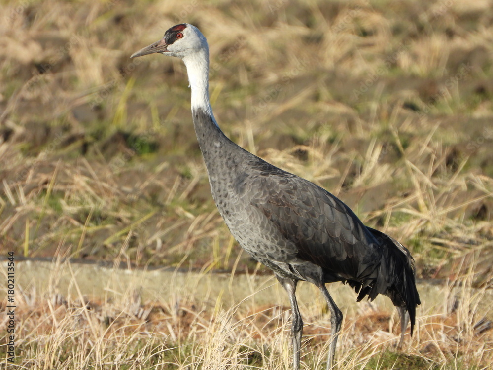 Naklejka premium Hooded Crane, 枯れ草の中に立つマナヅル