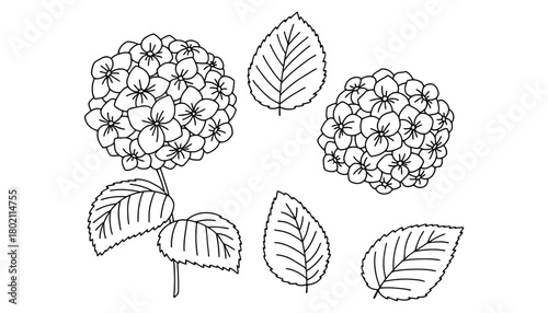 Black and white line drawing of hydrangea flowers and leaves on white