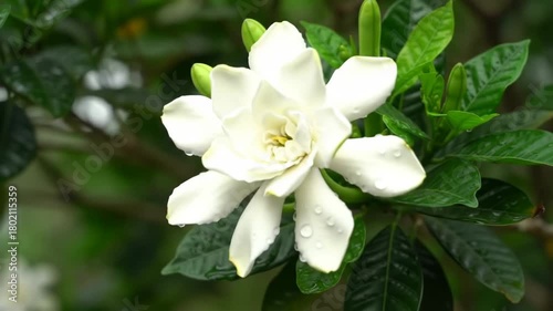 A macro shot of white gardenia flower with raindrops, natural background, for beauty, fragrance, floral content