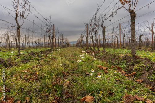 A low-angle view capturing a narrow path between rows of leafless grapevines in late autumn
