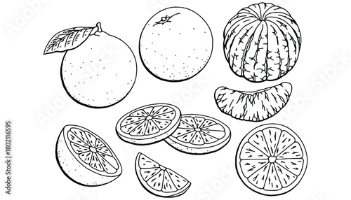 A black and white drawing of oranges and orange slices on white paper