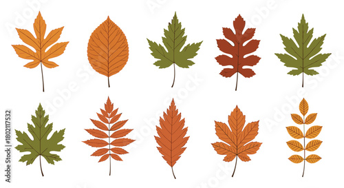 A colorful collection of autumn leaves in various shapes and shades of fall, showcasing the beauty of the season and nature's transition.
