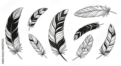 Collection of detailed black and white feather illustrations, varying in size and shape, isolated on a white background.