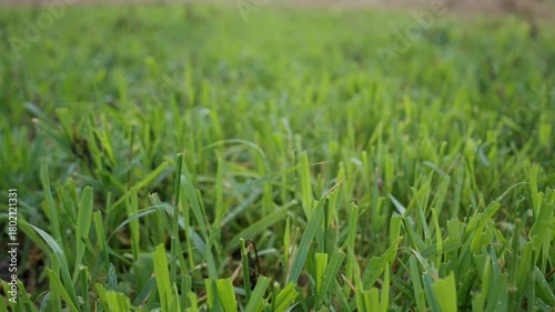 Fresh winter wheat sprouts with water droplets moving in wind closeup selective focus creating natural vibrant agricultural scene with soft depth and gentle motion in autumn season
