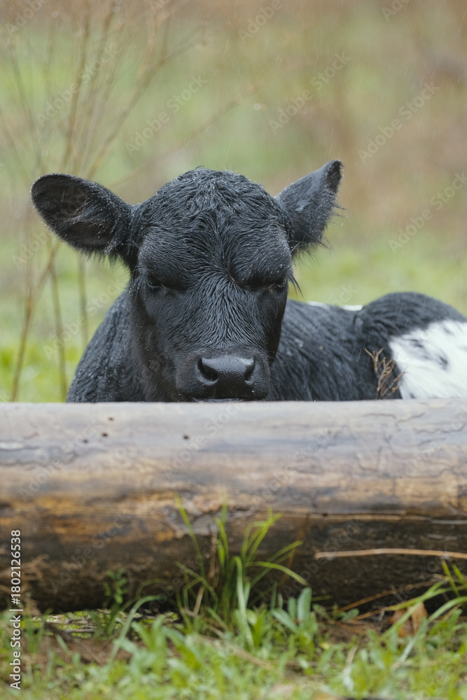 Fototapeta premium Wet fur on black face of calf cow closeup in field during rain weather on Texas farm.