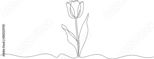 Elegant tulip flower one line drawing for spring beauty and minimalistic floral art prints today