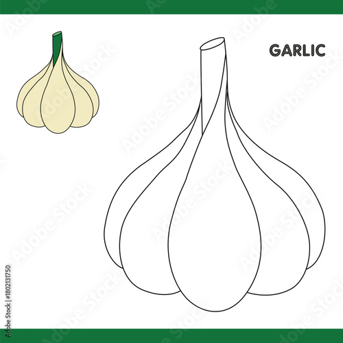 Garlic Copy Colour worksheet for kids