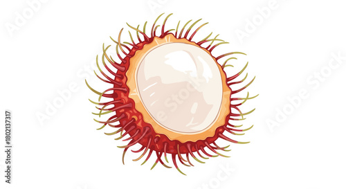 A vibrant illustration of a rambutan fruit, halved to reveal its translucent white flesh, showcasing its unique spiky red exterior and sweet tropical appeal.