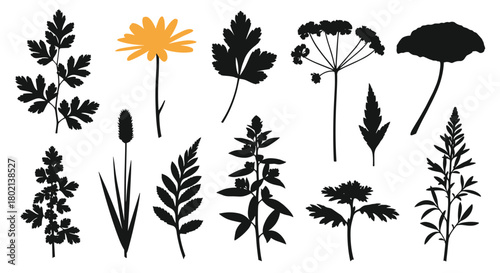 Botanical silhouettes of various wildflowers and foliage create a delicate and natural illustration, perfect for design elements or nature-themed projects.