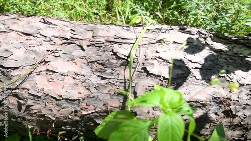 Wallpaper Mural Red wood ants crawling on a fallen tree. Insects in the wild. Torontodigital.ca