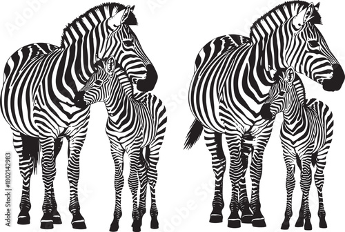 Two zebra families standing together silhouette