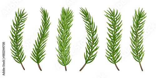 Fir branches vector set. Christmas fir branches and winter fir branches with realistic green needles on white background. Evergreen pine and spruce elements for holiday cards, decor, frame, invitation